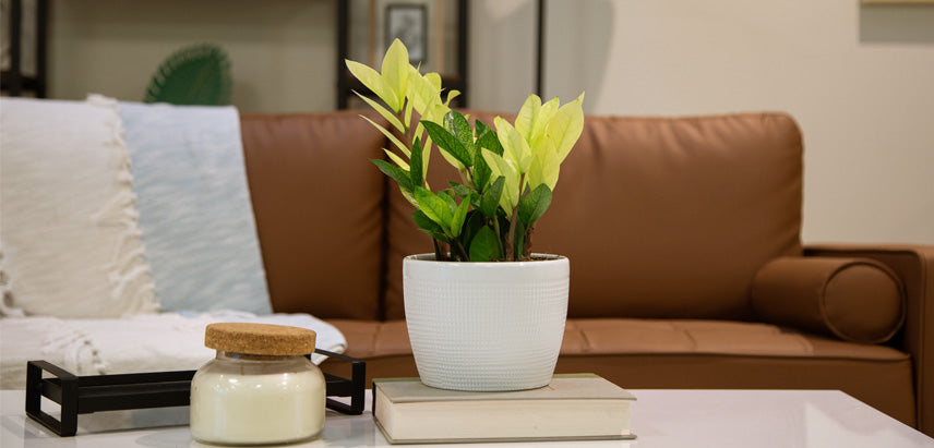 A beautiful Chameleon ZZ plant on a center table.