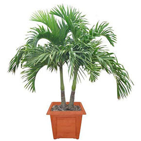 Christmas Palm