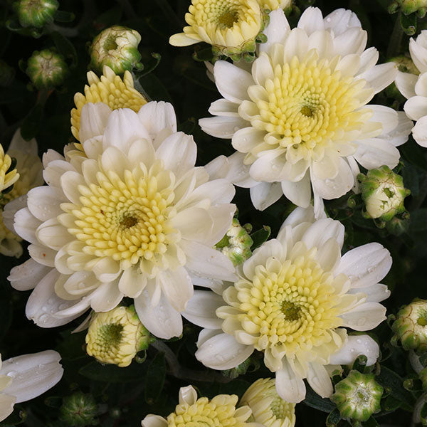 Chelsey White Garden Mum