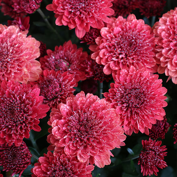 Jolly Cheryl Red Garden Mum