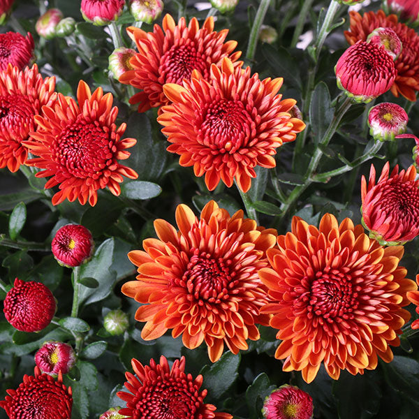 Spicy Cheryl Orange Garden Mum