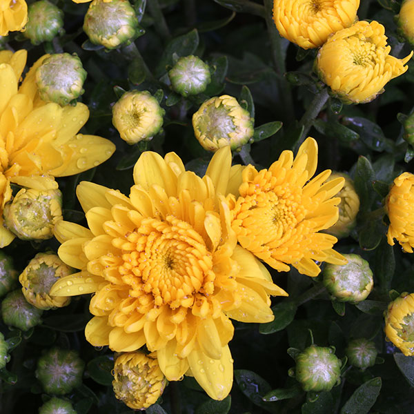 Sunbeam Yellow Garden Mum