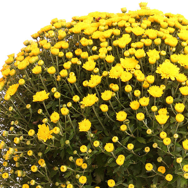 Yellow Tang Garden Mum