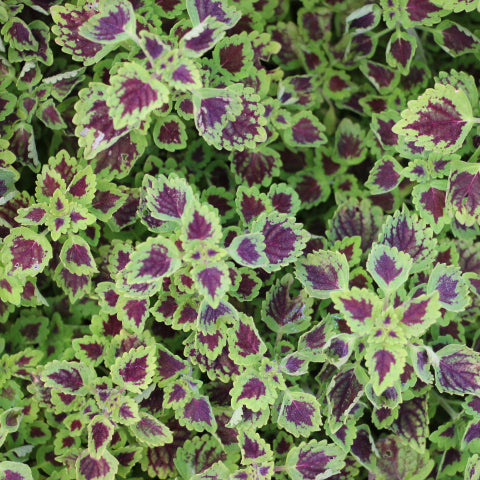 Burgundy Wedding Train Coleus