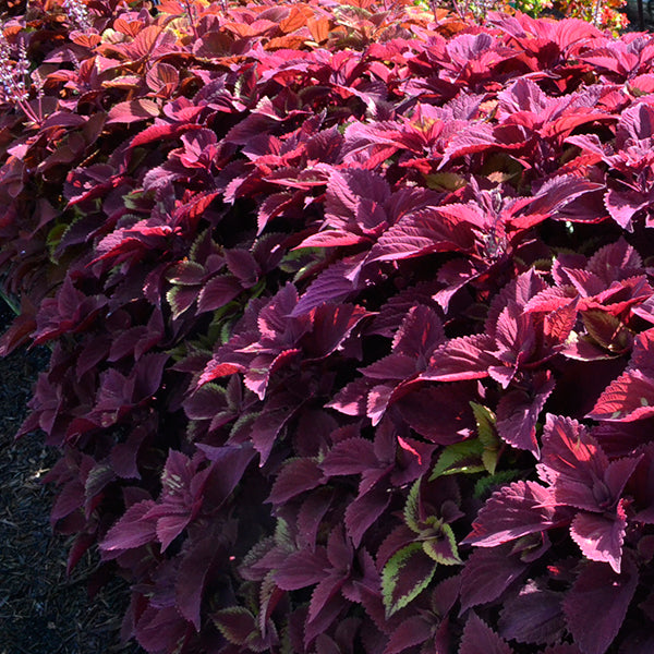 Redhead Coleus