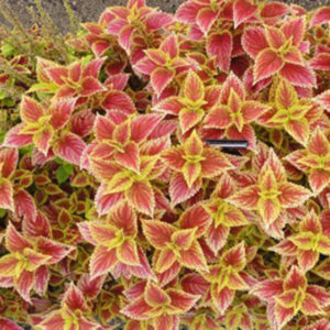 Trusty Rusty Coleus