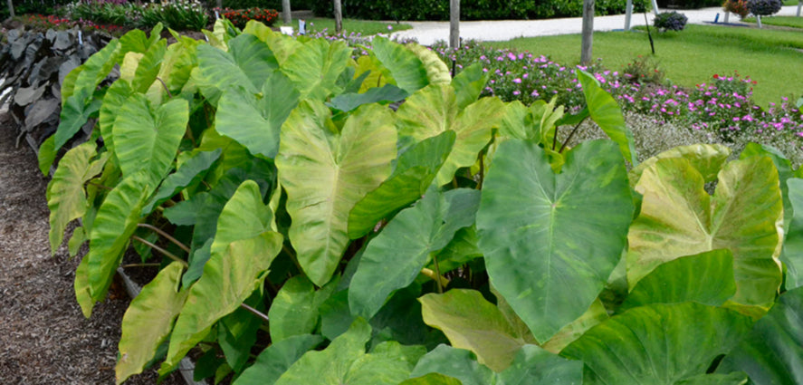Elephant Ear  Costa Farms