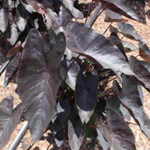 Kona Coffee Elephant Ear