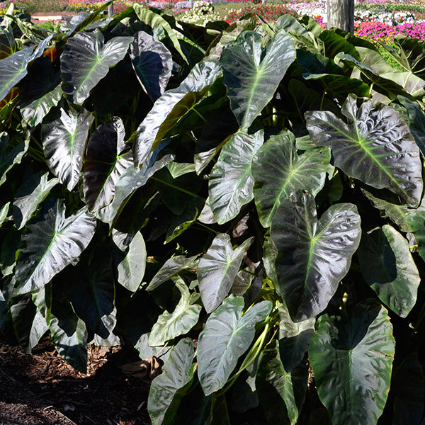 Aloha Oe Elephant Ear