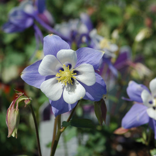 Bluebird Columbine