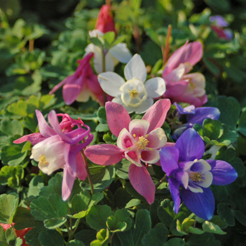 Perennial Flowers Bloom Guide