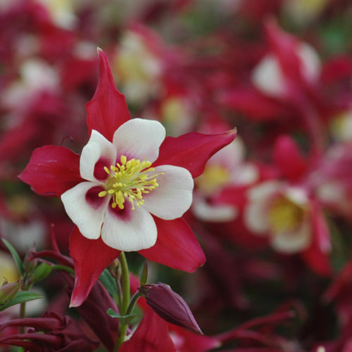 Songbird Cardinal Columbine