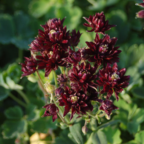 Clementine Dark Purple Columbine