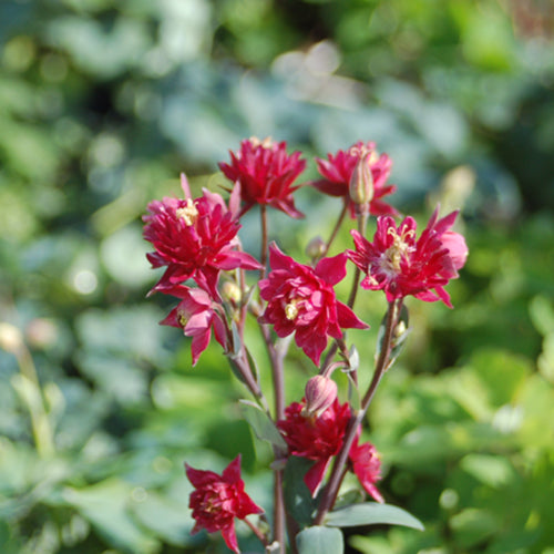 Clementine Red Columbine