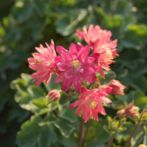 Clementine Salmon Rose Columbine