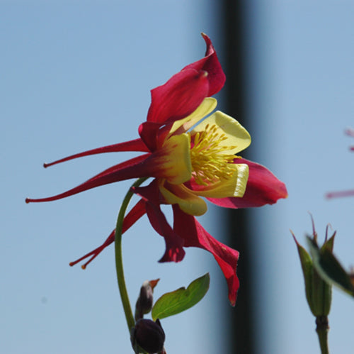 Little Lanterns Columbine