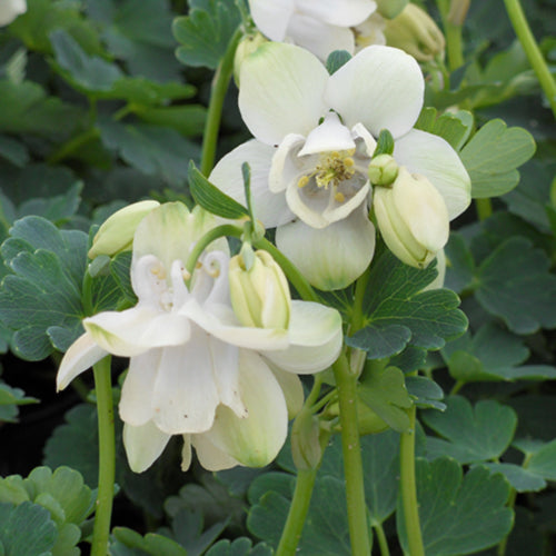 Dwarf White Fan Columbine