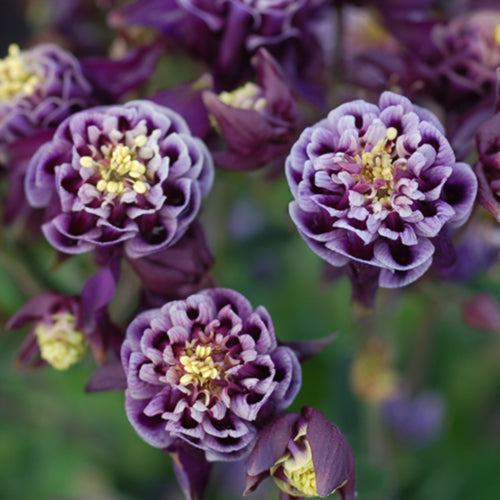 Winky Double Blue and White Columbine