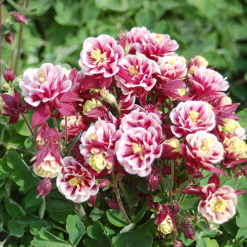 Winky Double Red and White Columbine