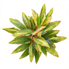 Candy Cane Ti Plant