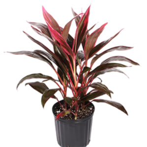 Red Sister Ti Plant