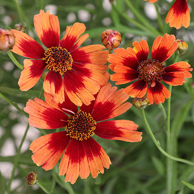 Hardy Jewel Desert Coral