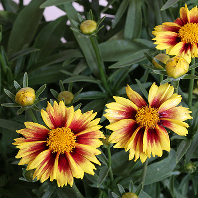 Li'l Bang Enchanted Eve