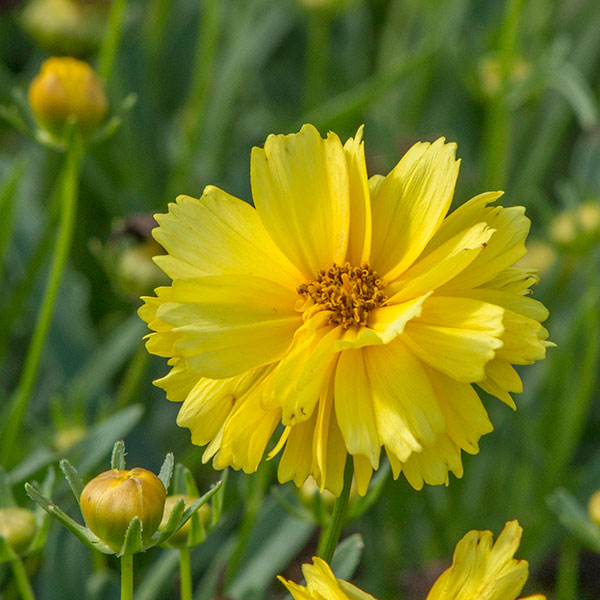 Leading Lady Charlize