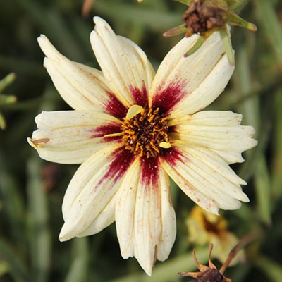 Li’l Bang Starlight