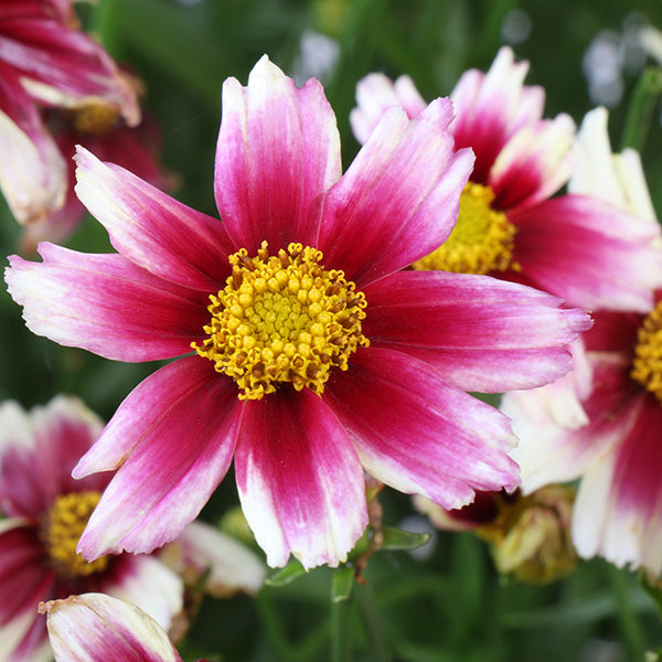 Li’l Bang Starstruck