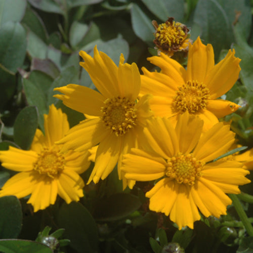 Dwarf Coreopsis