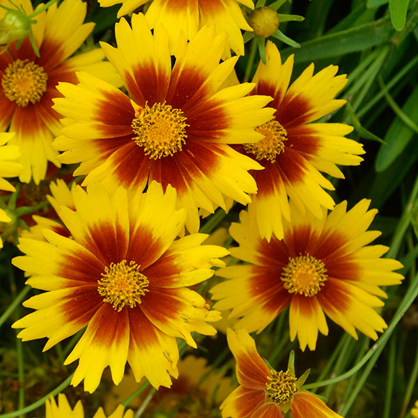 UpTick Gold & Bronze