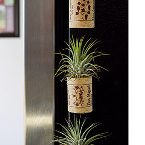 air plant light requirements Verta Nature Inspired Air Purifier