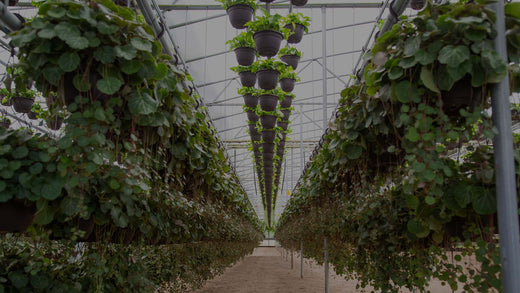Photo of Exotic Angel Plnats Greenhouse at Costa Farms with rows of Saxifraga stolonifera growing in hanging baskets