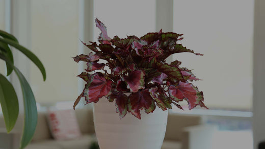 Begonia rex Spitfire in a white ceramic pot in a living room with a tan sofa