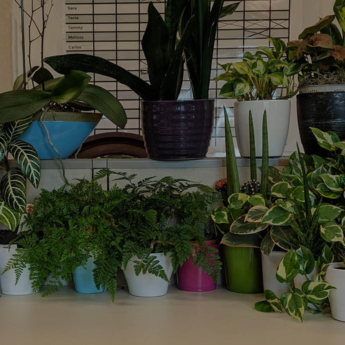 Desk at Costa Farms with lots of plants, including Sansevieria, Zebra Plant, Tree Ivy, Rabbit's Foot Fern, Glacier Pothos, Burgundy Ficus, Cactus, and More