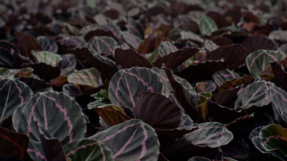 Field of Calathea Dottie at Costa Farms