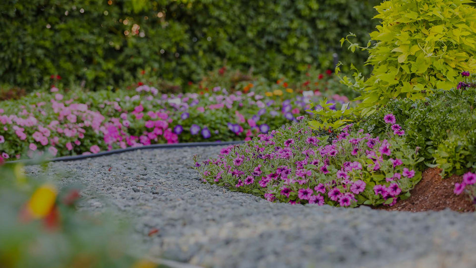 Gravel pathway in spring garden, flanked by pink petunias
