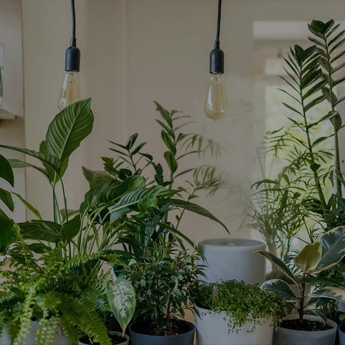 Collection of houseplants, including Monstera, Ficus, Zamioculcas, and Spathiphyllum, on tabletop under plant lights and with humidifier; windows in the background