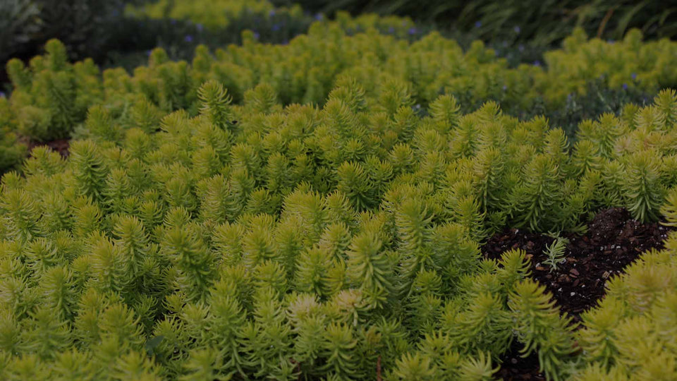 Closeup of Sedum Angelina as a groundcover in a perennial garden with its golden-yellow evergreen foliage