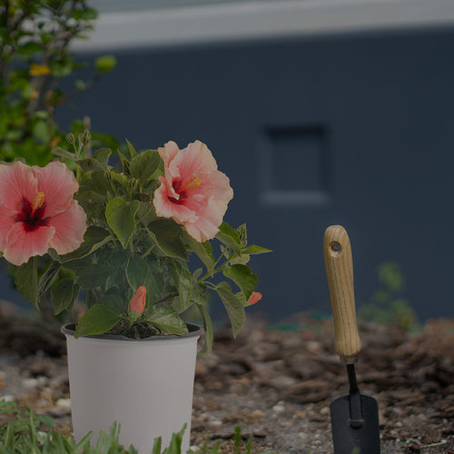 Pink Tropical Hibiscus (HibisQs Grace) in a white pot ready to be planted in a gardening bed next to a trowel