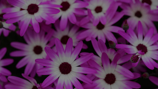 Closeup of pink-and-white daisy-shaped Pericallis flowers at Costa Farms