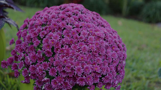 Closeup of a purple Chrysanthemum adding color to a fall garden