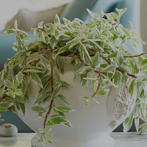 Columnea prince, a variegated Exotic Angel Houseplant in a white container in a living room