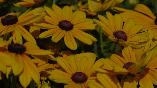 Closeup of golden-yellow Rudbeckia hirta, also known as Black-Eyed Susan, flowers in perennial garden at Costa Farms