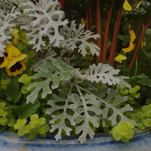 Tight shot of a spring container garden with dusty miller, yellow pansy, and creeping jenny (lysimachia) in a blue ceramic pot