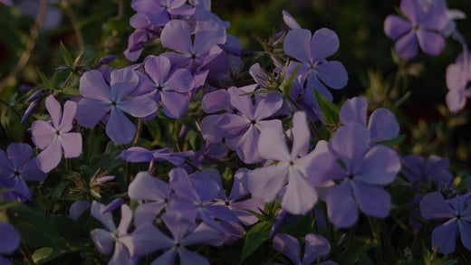 A Fantastic and Fragrant Phlox for Spring – Costa Farms