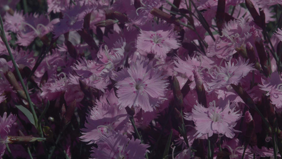 Closeup of pink Dianthus flowers