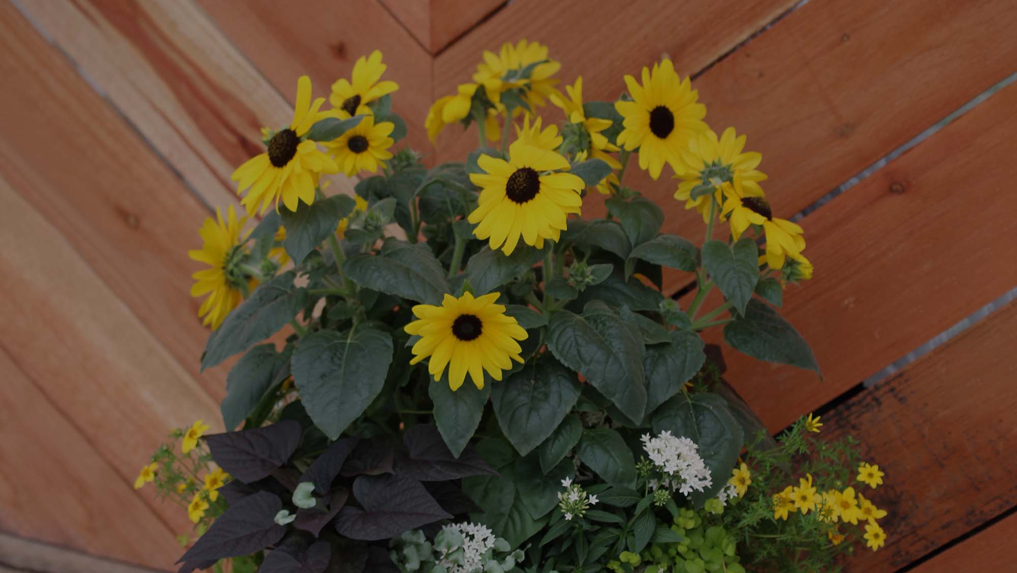 3 Flower/Foliage Combos for Sunny Spots – Costa Farms