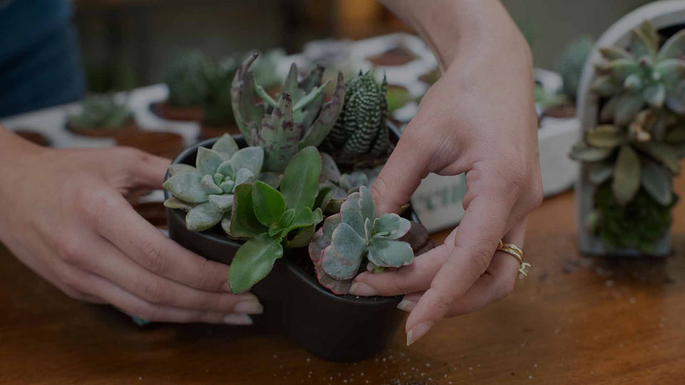 Hands holding a variety of miniature succulents, including Kalanchoe, Haworthia, Echeveria, and Crassula